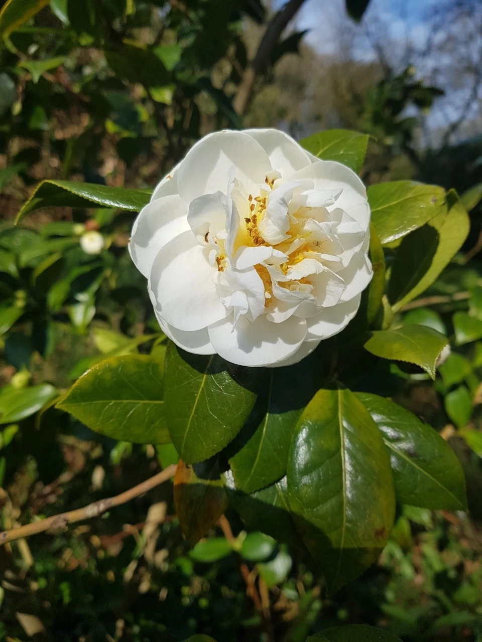 C. japonica 'Dear Jenny'
